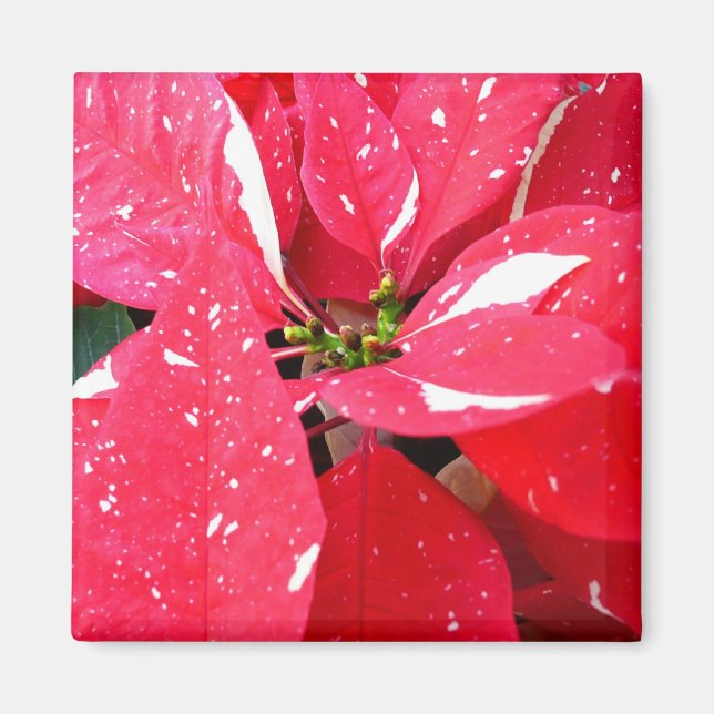 Shimmer Star Surprise Poinsettia Holiday Floral Magnet (Front)