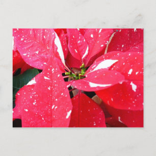 Shimmer Star Surprise Poinsettia Holiday Floral Postcard