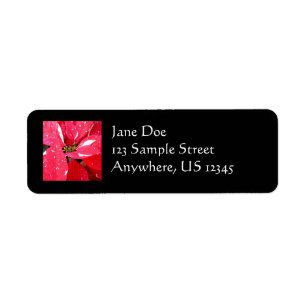 Shimmer Star Surprise Poinsettia vacances Florale