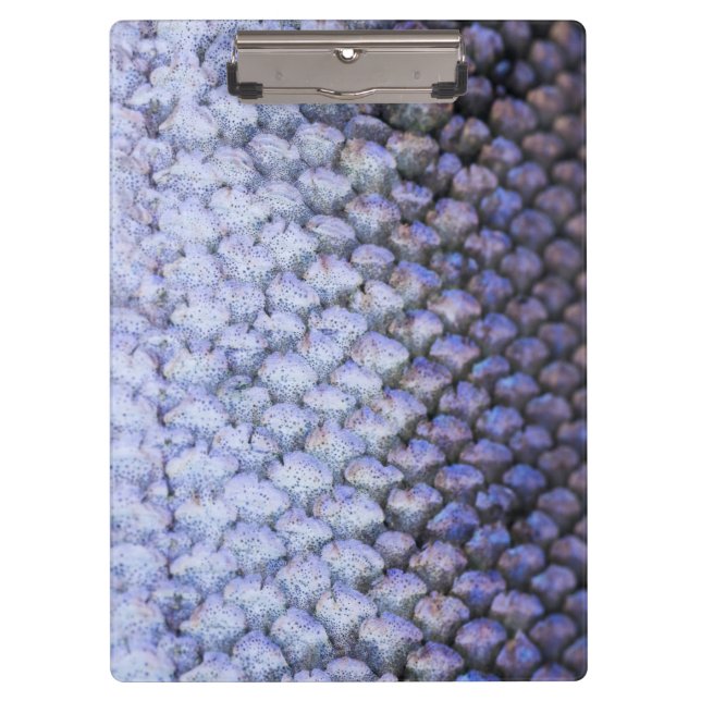 Shimmering Salmon Clipboard (Front)