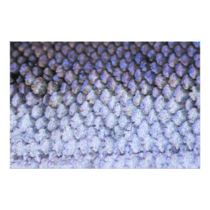 Shimmering Salmon Photo Print