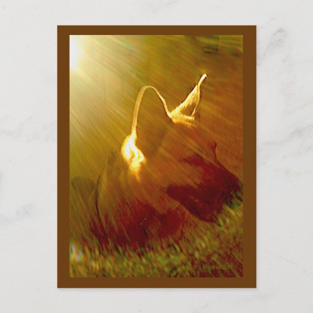 Shine On Me German Shepherd #1 Postcard (Front)