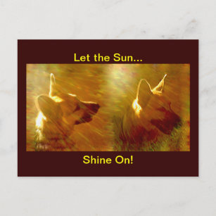 Shine On Me German Shepherd Postcard