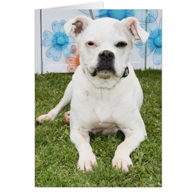 Shiner - Boxer (Front)