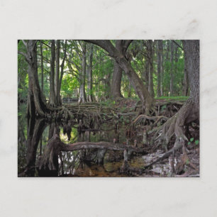 Shingle Creek. Postcard