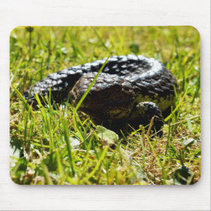Shingleback Lizard On Grass, Mousepad