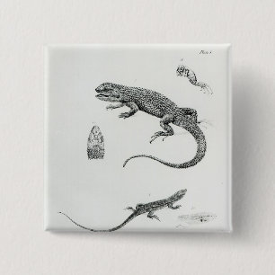 Shingled Iguana 2 Inch Square Button