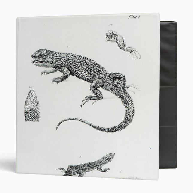 Shingled Iguana Binder (Front/Inside)