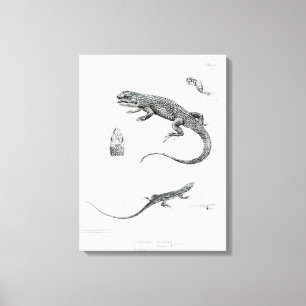 Shingled Iguana Canvas Print