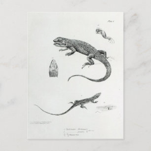 Shingled Iguana Postcard