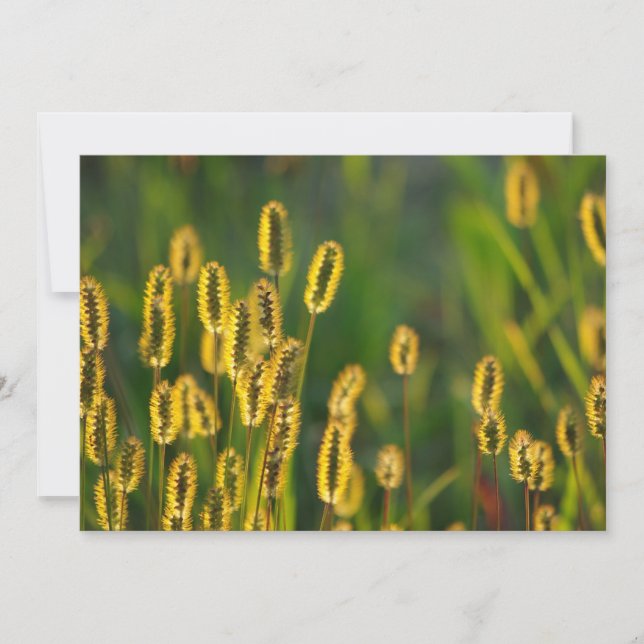 Shining Grass - Invitation (Front)