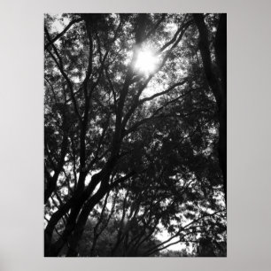 Shining into the Trees Poster