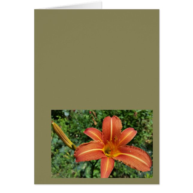 shining lily (Front)