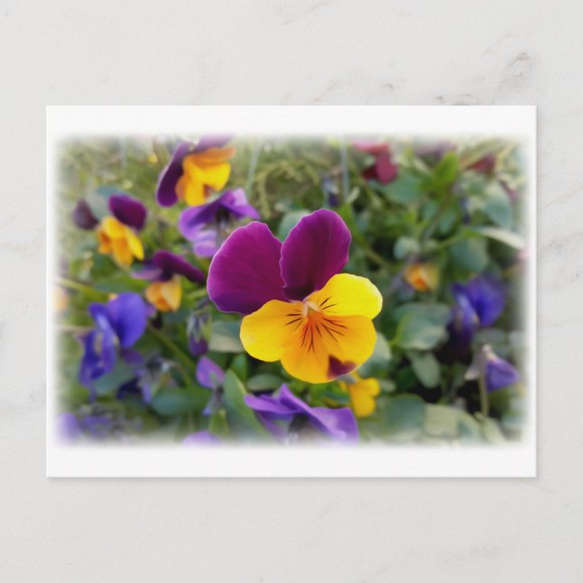 Shining pansies postcard (Front)