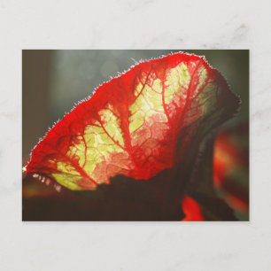 Shining red leaf postcard