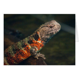 Shinisaurus crocodile