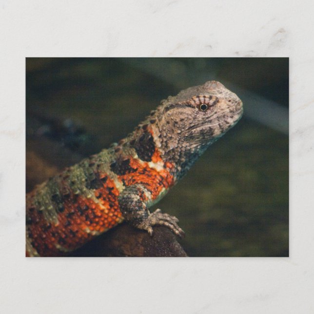 Shinisaurus crocodilurus postcard (Front)