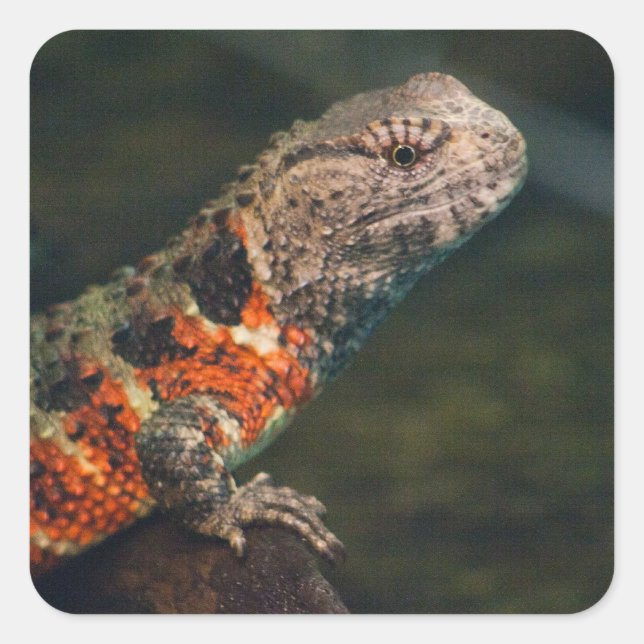 Shinisaurus crocodilurus square sticker (Front)