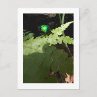 Shiny Beatle postcard