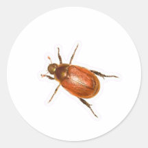 Shiny Golden Brown Chafer Beetle Macro Photograph