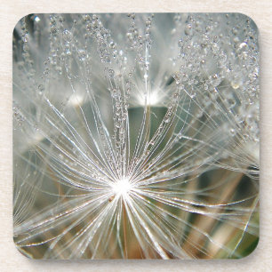 Shiny waterdrops on a white dandelion coaster