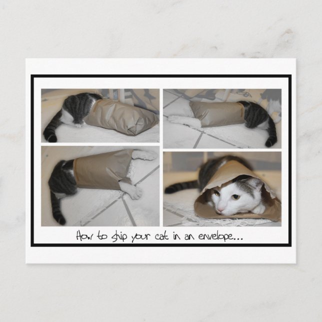 Ship a cat by mail funny cute cats print postcard (Front)