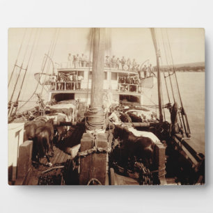 Shipping Cattle on the 'W.G. Hall', Hawaii, 1890s Plaque
