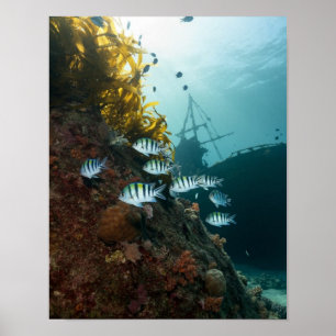 Shipwreck hidden behind a reef poster