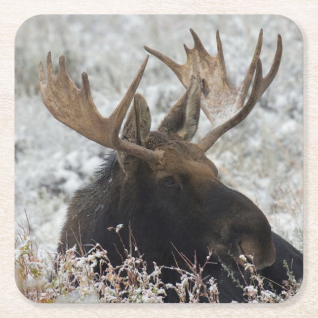 Shiras Bull Moose Square Paper Coaster (Front)