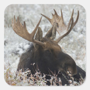 Shiras Bull Moose Square Sticker