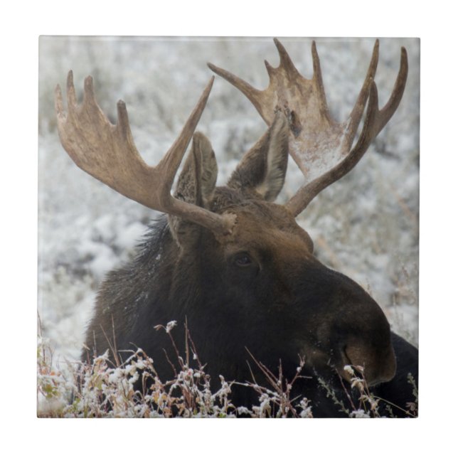 Shiras Bull Moose Tile (Front)