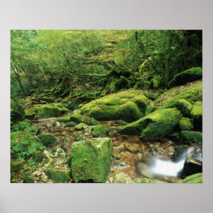 Shiratani Unsuikyo, Yakushima, Kagoshima, Japan Poster