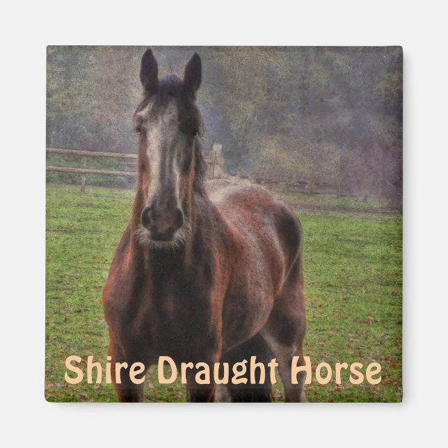 Shire Draught Horse, Hampshire, England Magnet (Front)