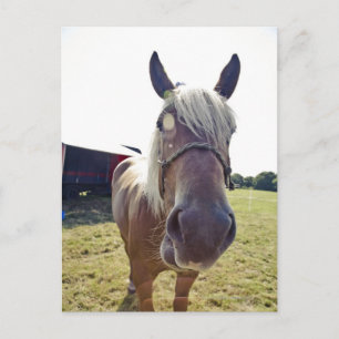 SHIRE HORSE IN SUNLIGHT WITH NOSE UP TO CAMERA POSTCARD