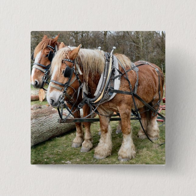 Shire Horses 2 Inch Square Button (Front)