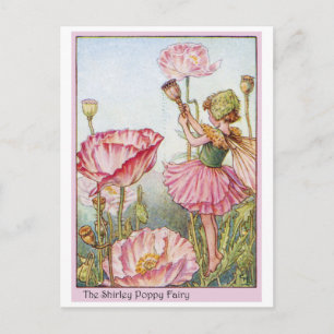 Shirley Poppy Fairy Postcard