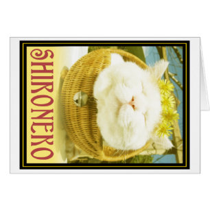 Shironeko ou chat de panier