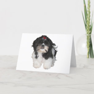 Shitzu Shih Tzu Puppy Dogs Card