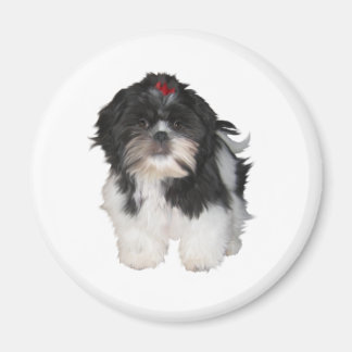 Shitzu Shih Tzu Puppy Dogs Magnet