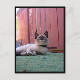 Shiva the Snowshoe Postcard