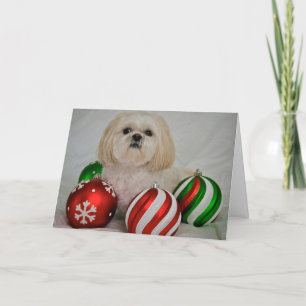 Shiz Tzu with christmas decoration Holiday Card