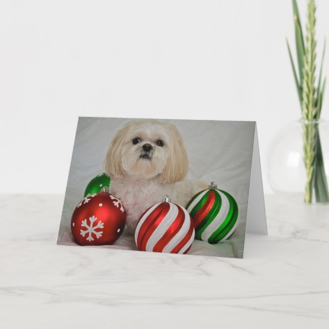 Shiz Tzu with christmas decoration Holiday Card (Front)