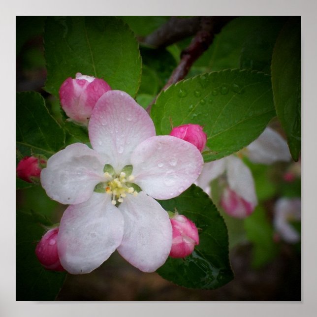 Shizuka Apple Blossom Poster (Front)
