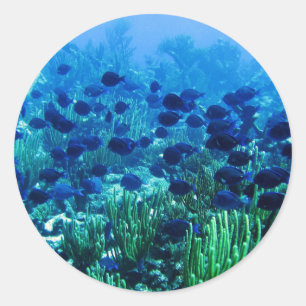 Shoal of Blue Discus Fish Classic Round Sticker