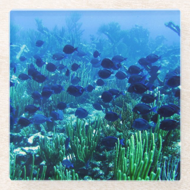 Shoal of Blue Discus Fish Glass Coaster (Front)