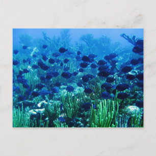 Shoal of Blue Discus Fish Postcard