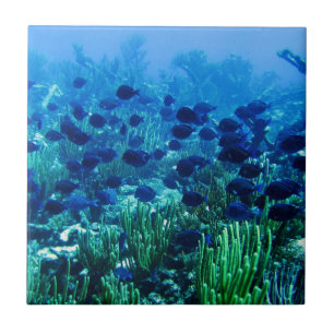 Shoal of Blue Discus Fish Tile