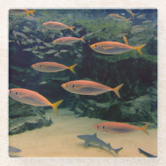 Shoal of Fish Glass Coaster