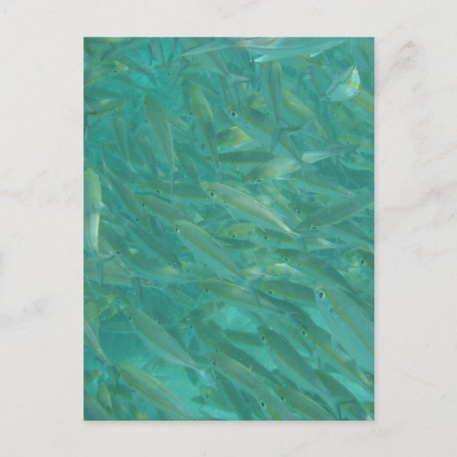 Shoal of Fish Underwater Photo Holiday Postcard (Front)