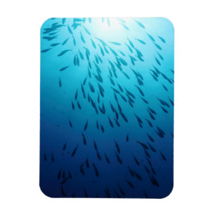 Shoal of fishes magnet